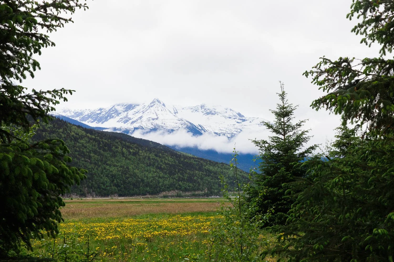 A field of wildflowers and mountains in Skagway, Alaska.