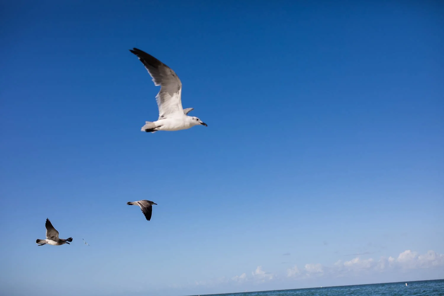 clearwater_beach_hilton_hiatus-5.jpg