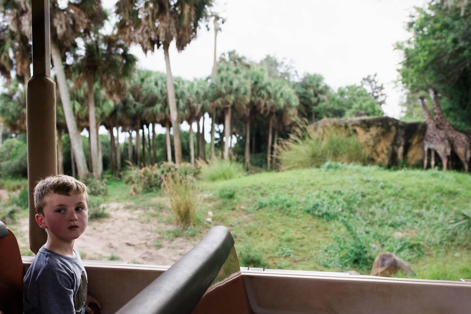 Boy and giraffe on Kilimanjaro safaris at the animal kingdom.