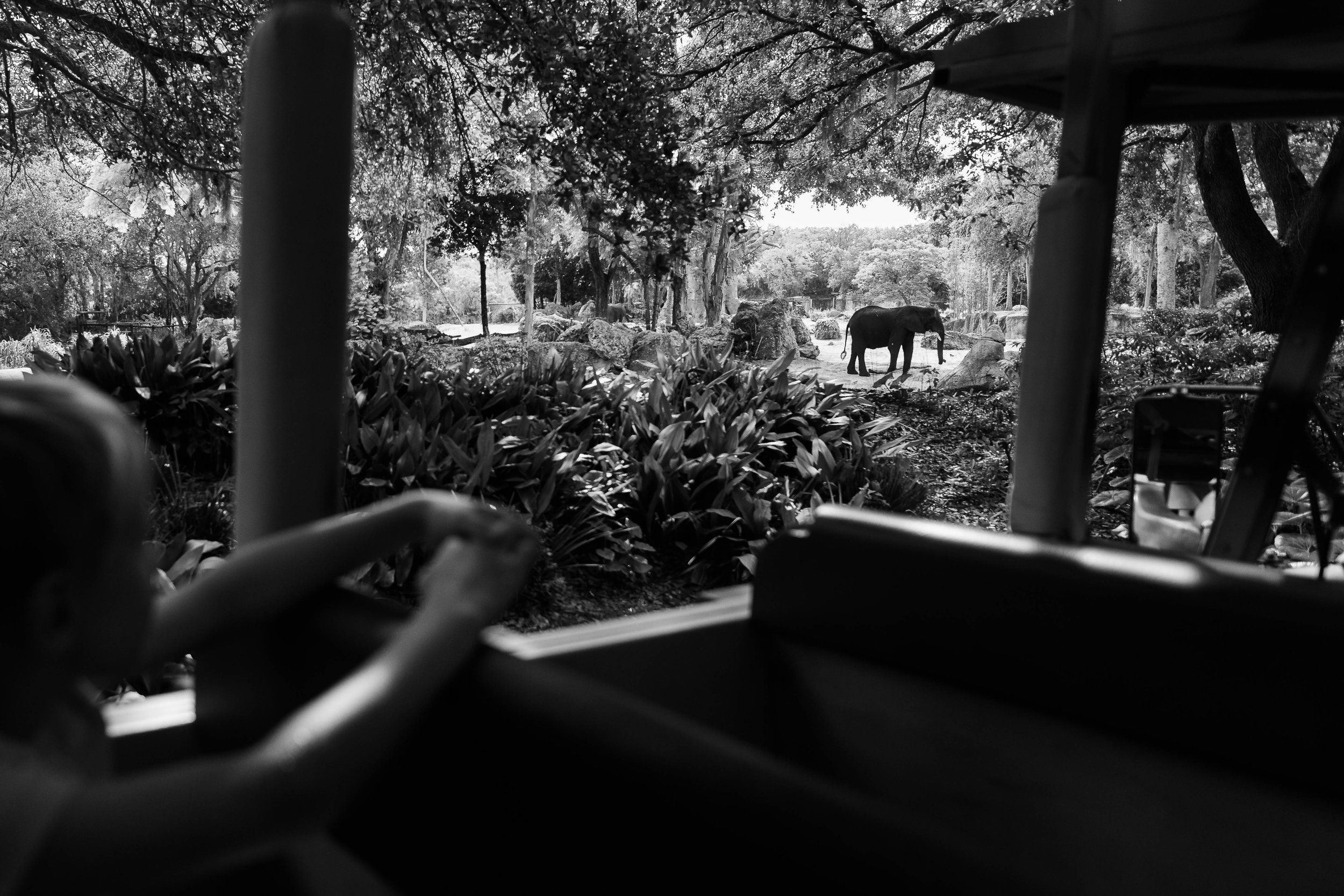 A Wild Time in the Animal Kingdom