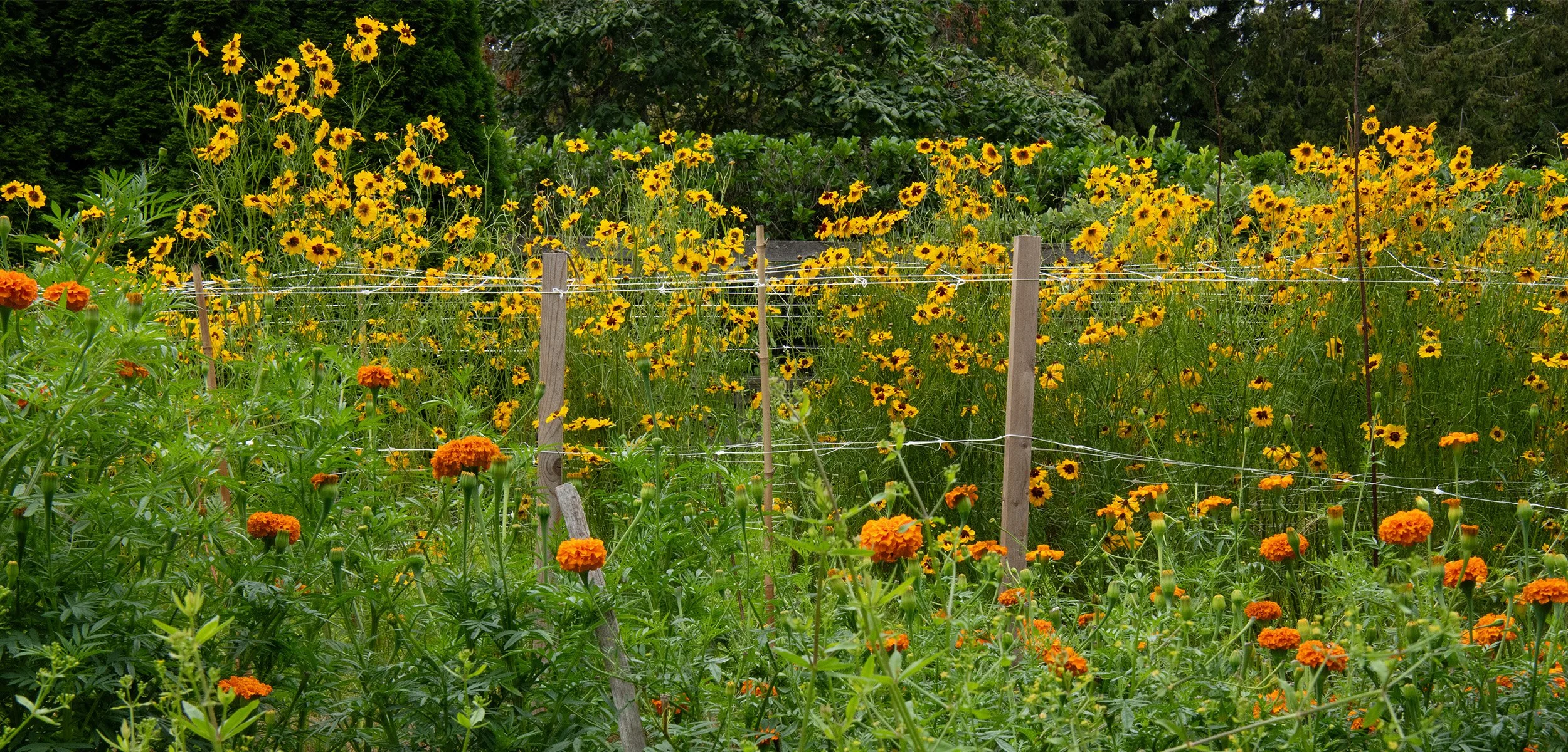 SS_Dye_Garden_Header.jpg