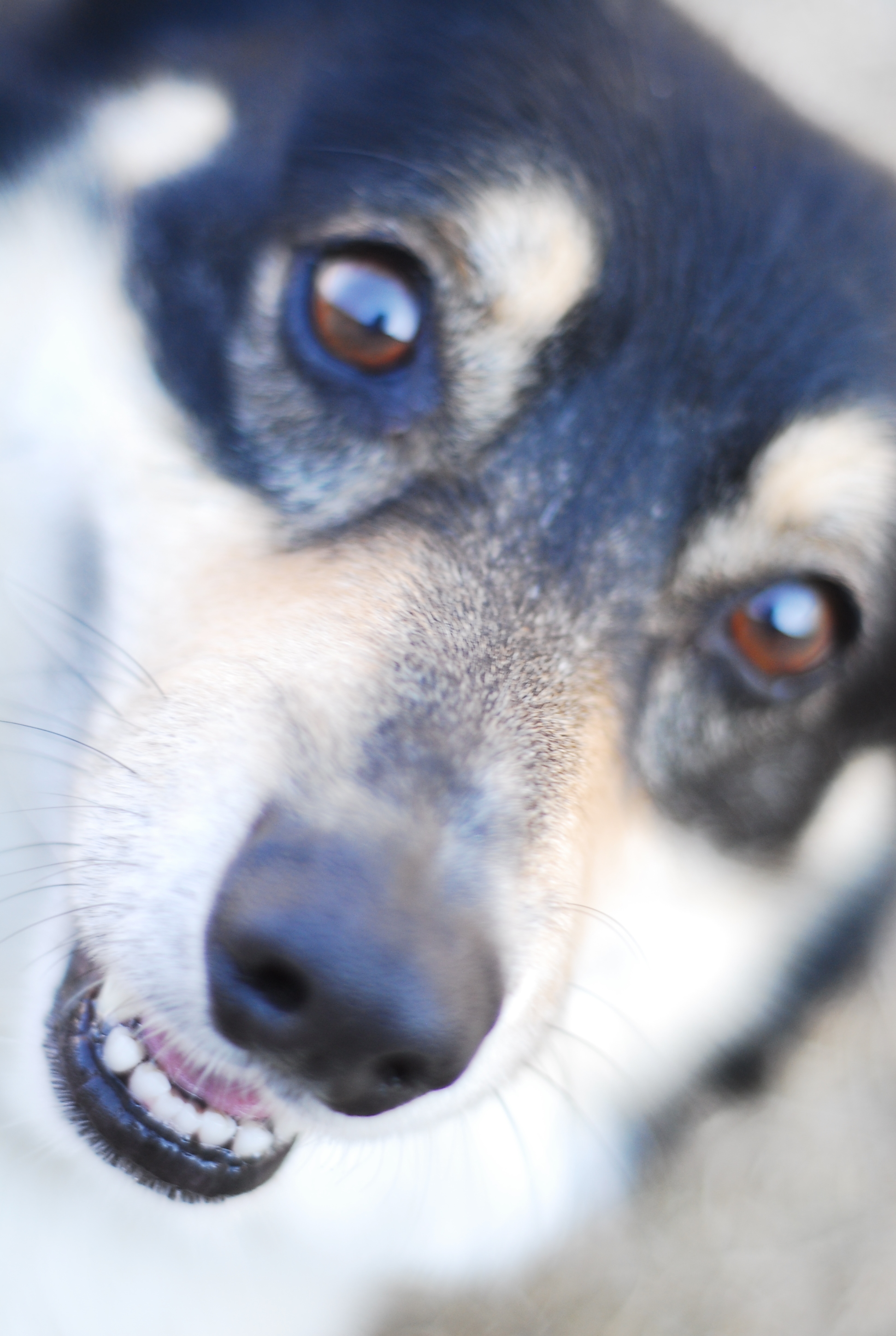 Sampson