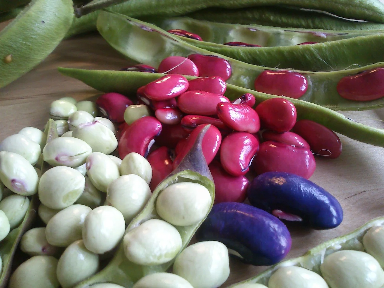 beans-338288_1280