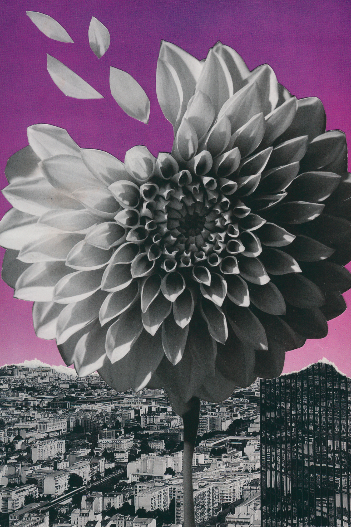 Daisy in the city 6 x 9 (2).png