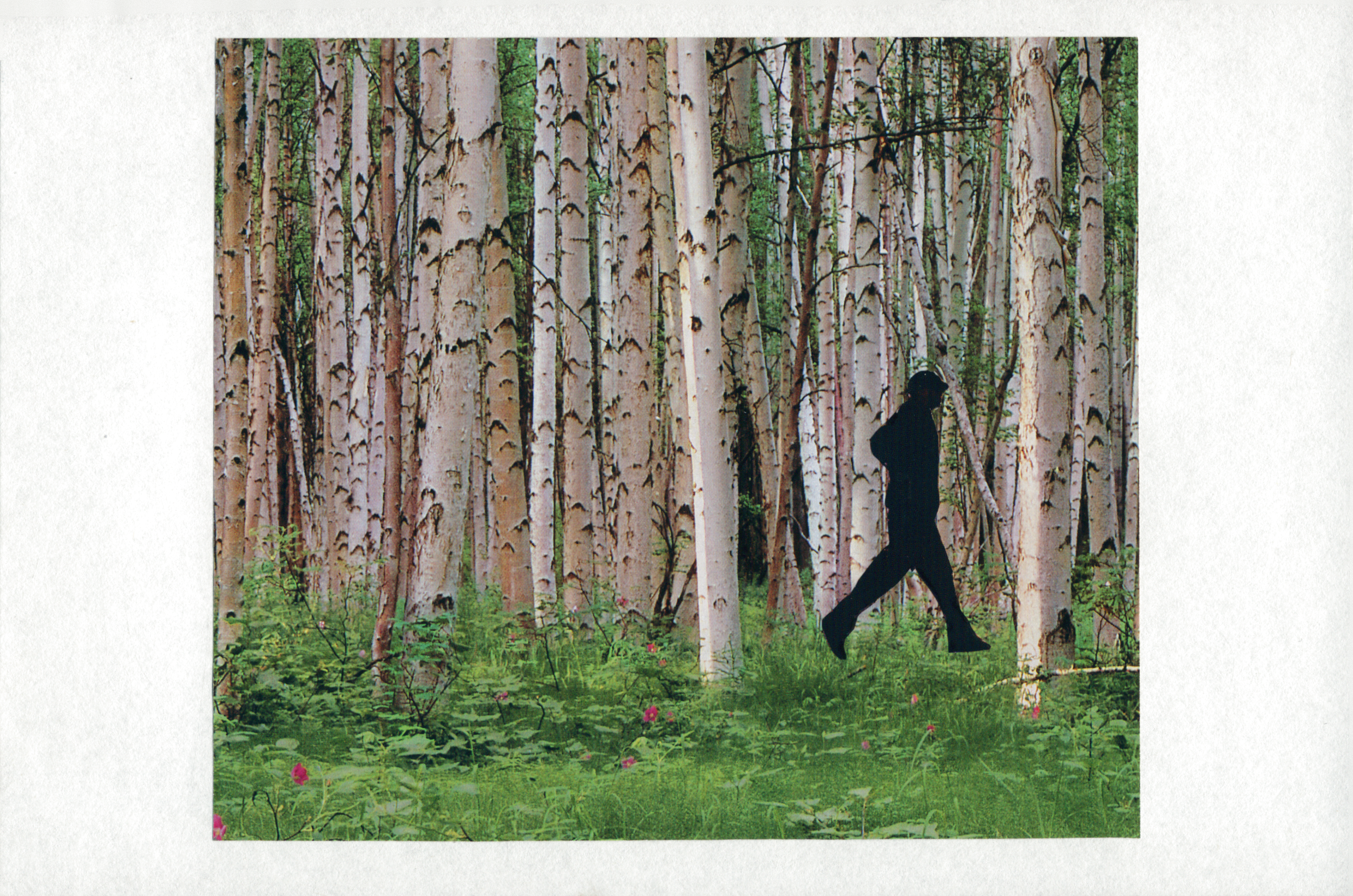 Silouetted man in birches.png