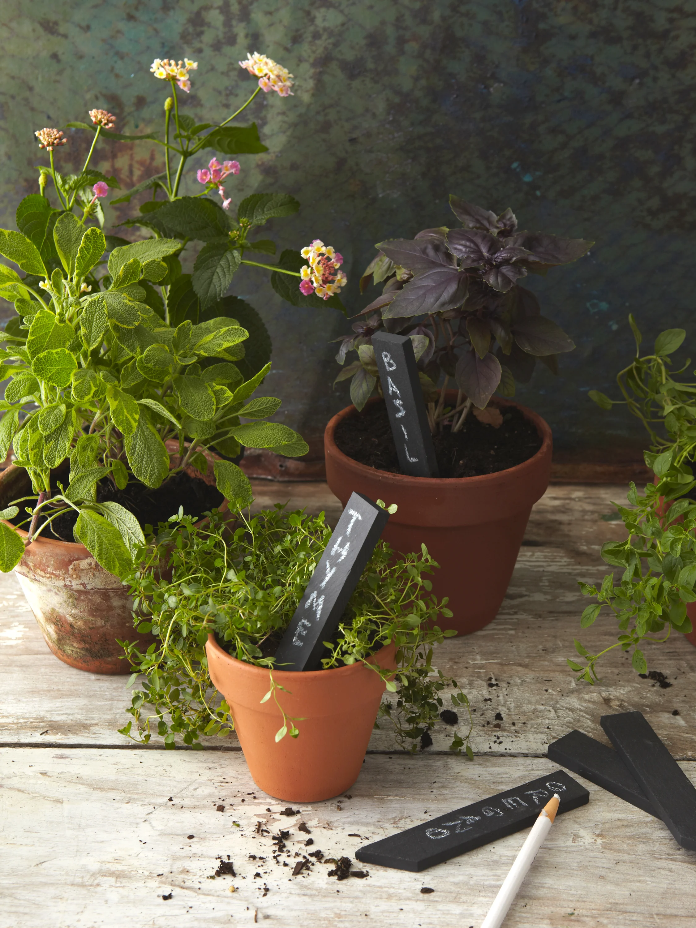 10_seedling_85224671_A_3818.jpg