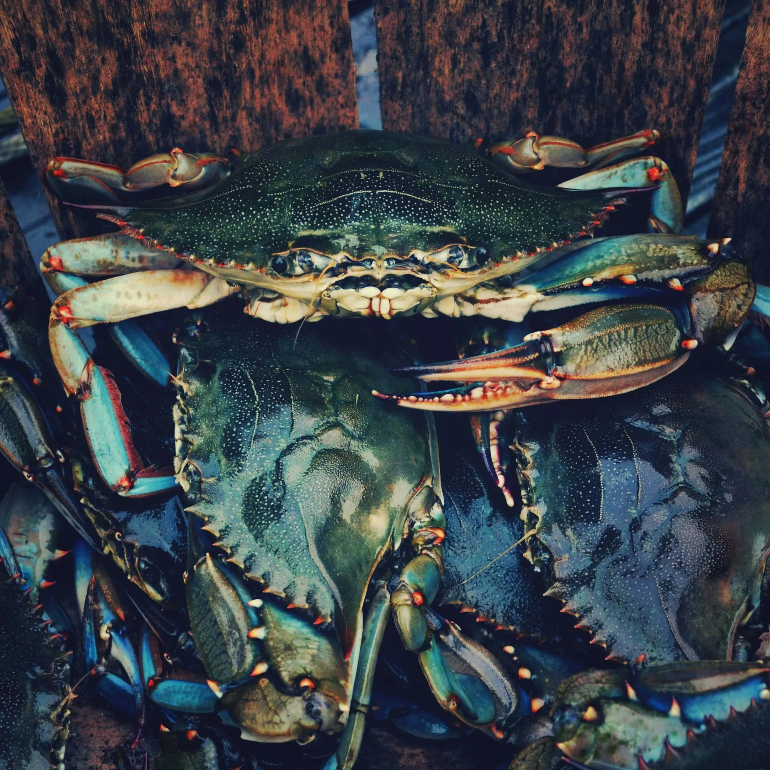 Crabs.jpg