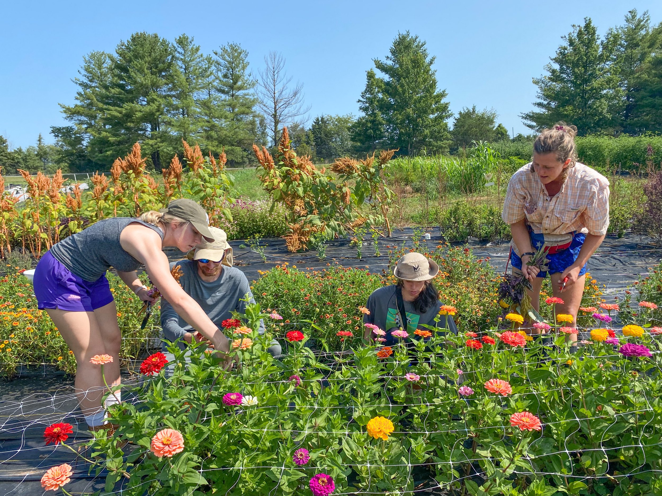 Farm Mgr Kate with Growers Brad, Nicole and thier job coach Danielle harvesting flowers.JPG