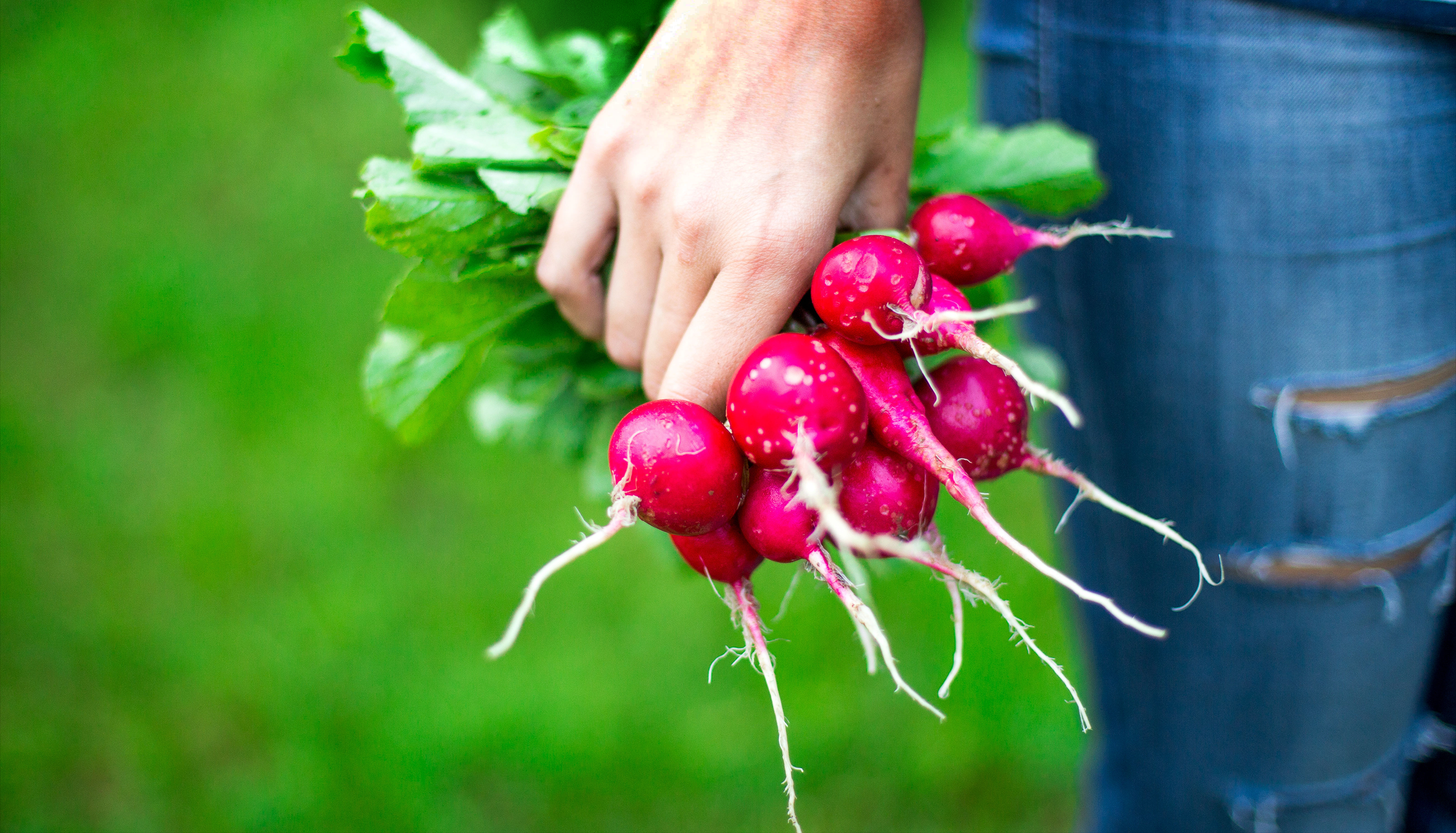 Radish-Website-Photo with Dark Bar.png