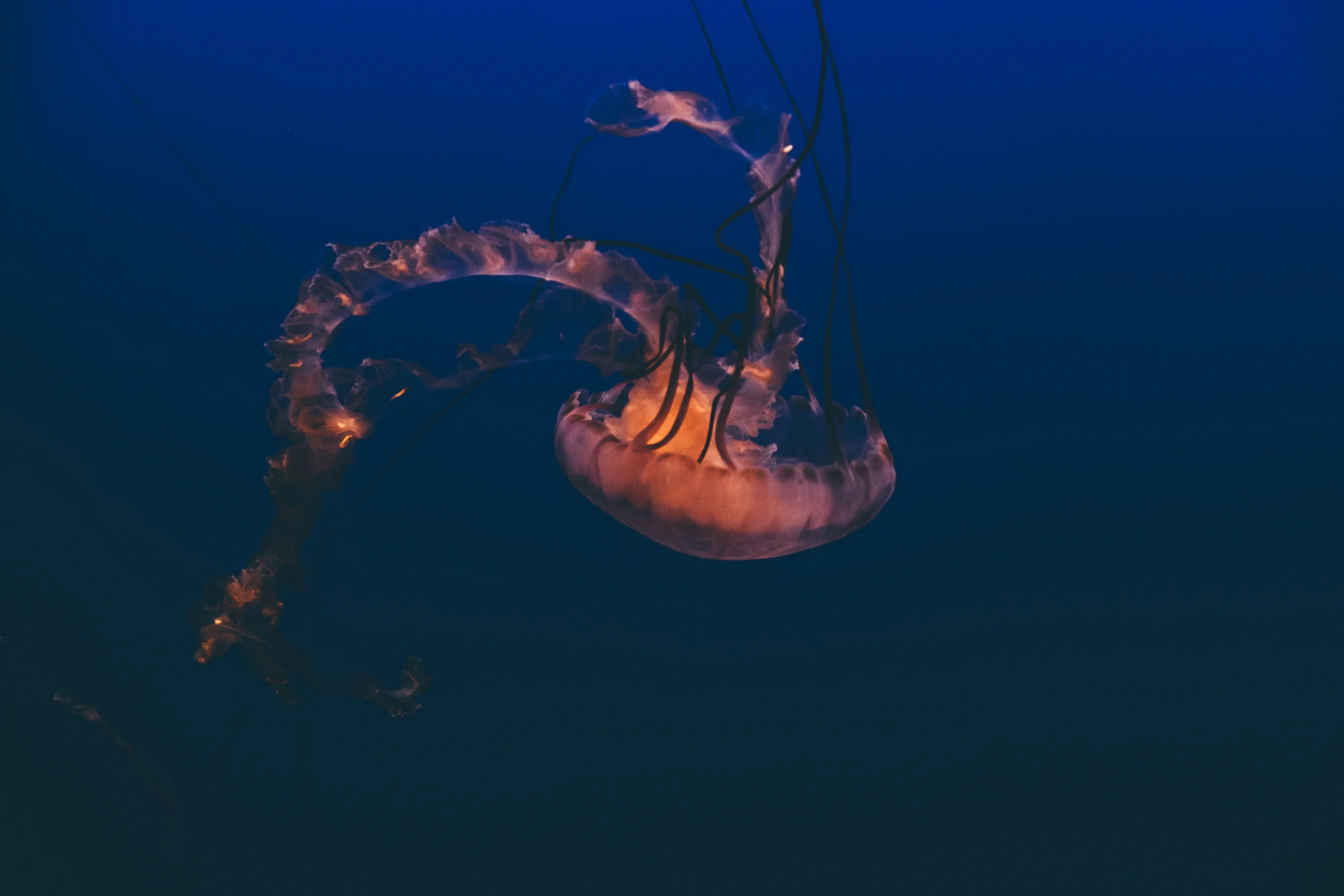 DSCF4967.jpg
