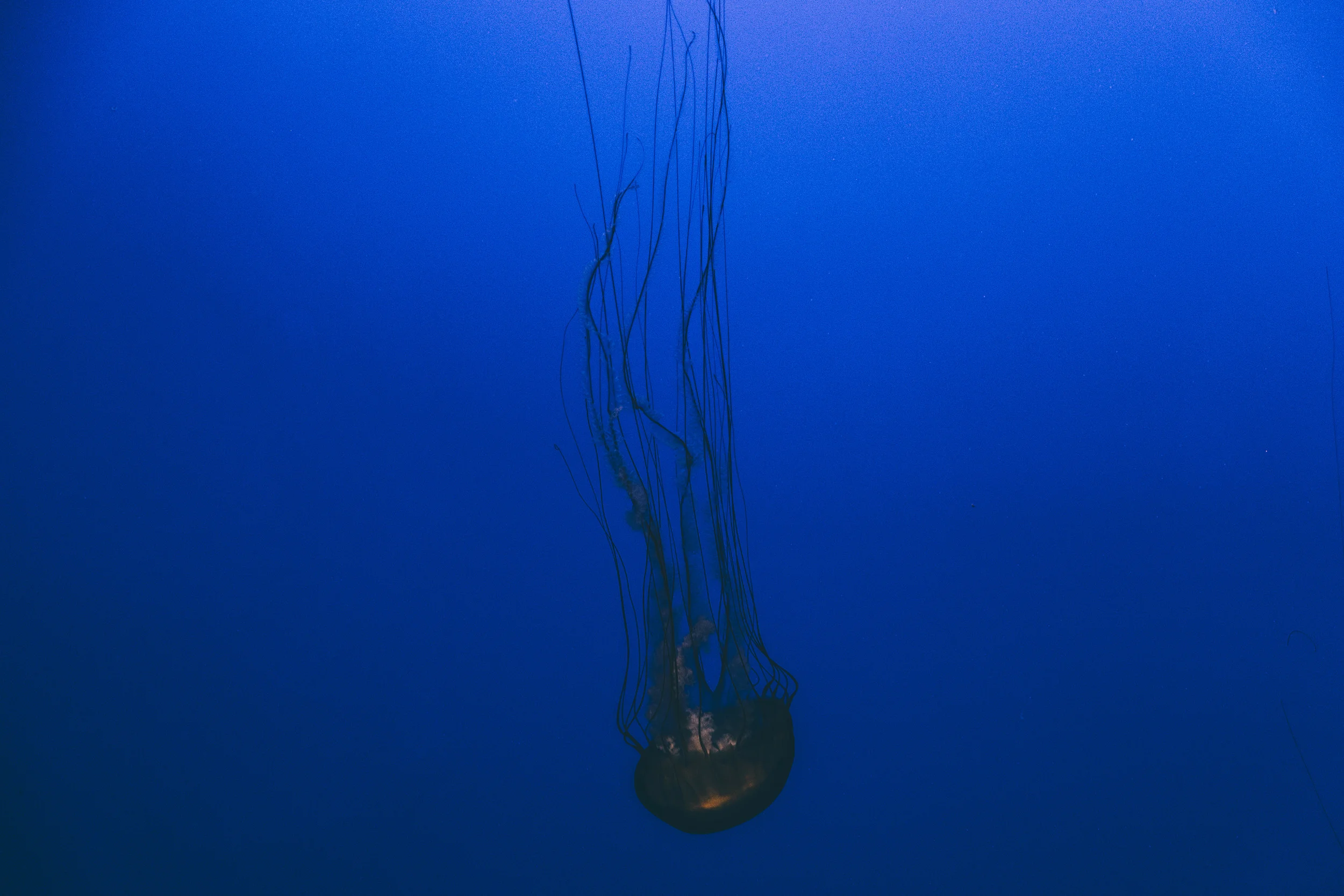 DSCF4975.jpg