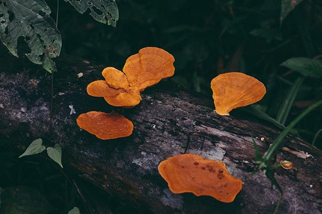 Costa Rican Fungus