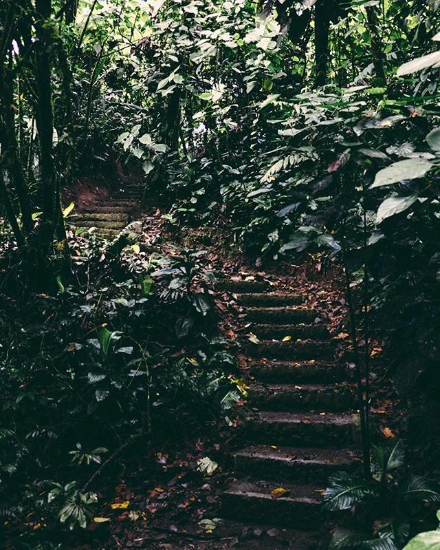 Rainforest stairs
