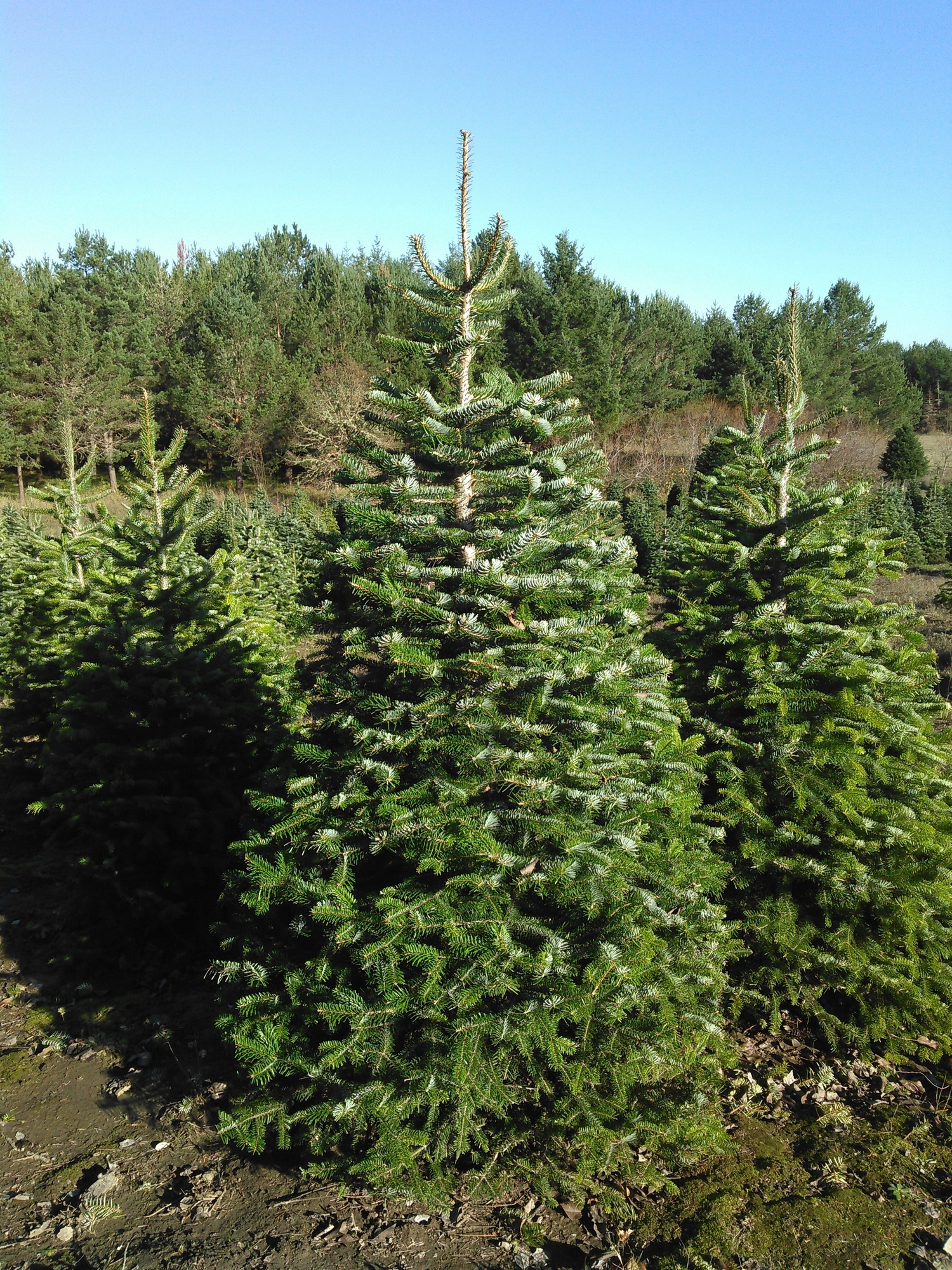 Sleepy Hollow Tree Farm