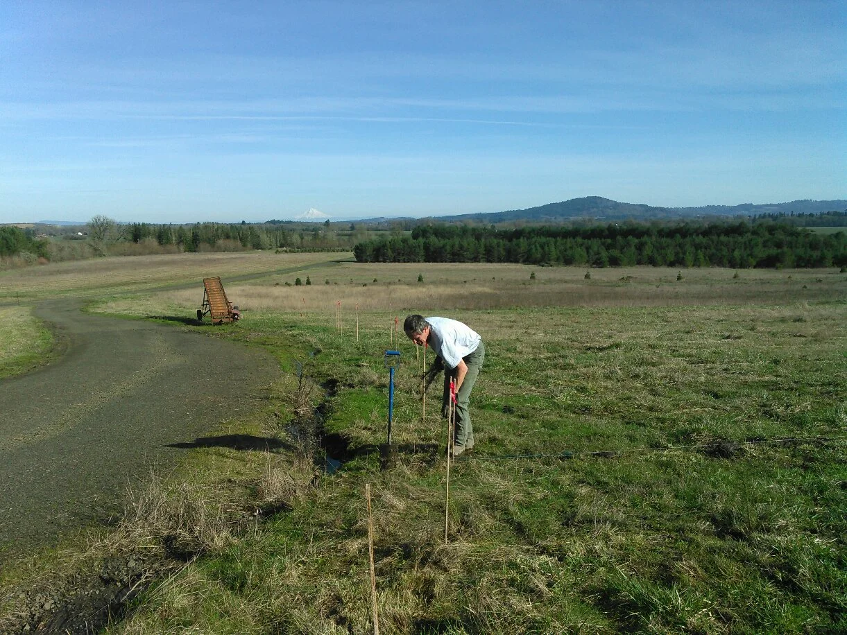 Replanting seedling Christmas trees