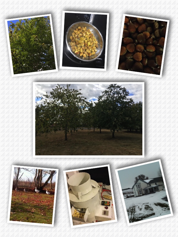 chestnut2.jpg