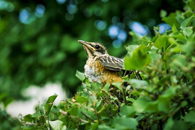 A friend. .
.
.
.
.
#summerday #pajarraco #green #midwest #hurt #bird #85mm #rokinon #canon7d #lostbird #animalove #birdlove #instaanimales #pajarito