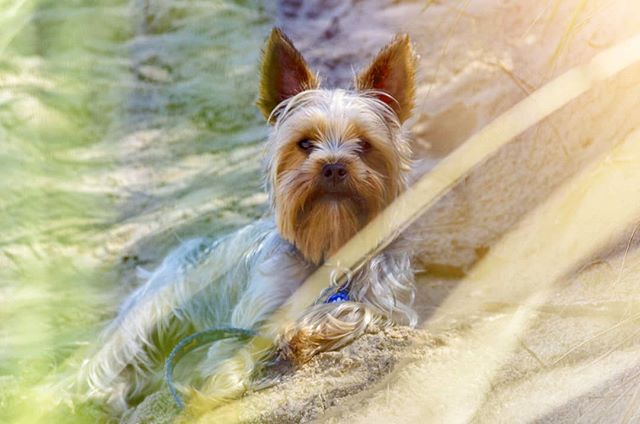 El Dog. .
.
.
.
.
#raw #canon7d #beach #badbitches #bitchonthebeach #colorgrade #dog  #chewbacca #wookie #yorkiesofinstagram #yorky #yorkshireterrier #dayshot #85mm #rokinon #cinelens #7d #canon #doggystyles #doggo #flare