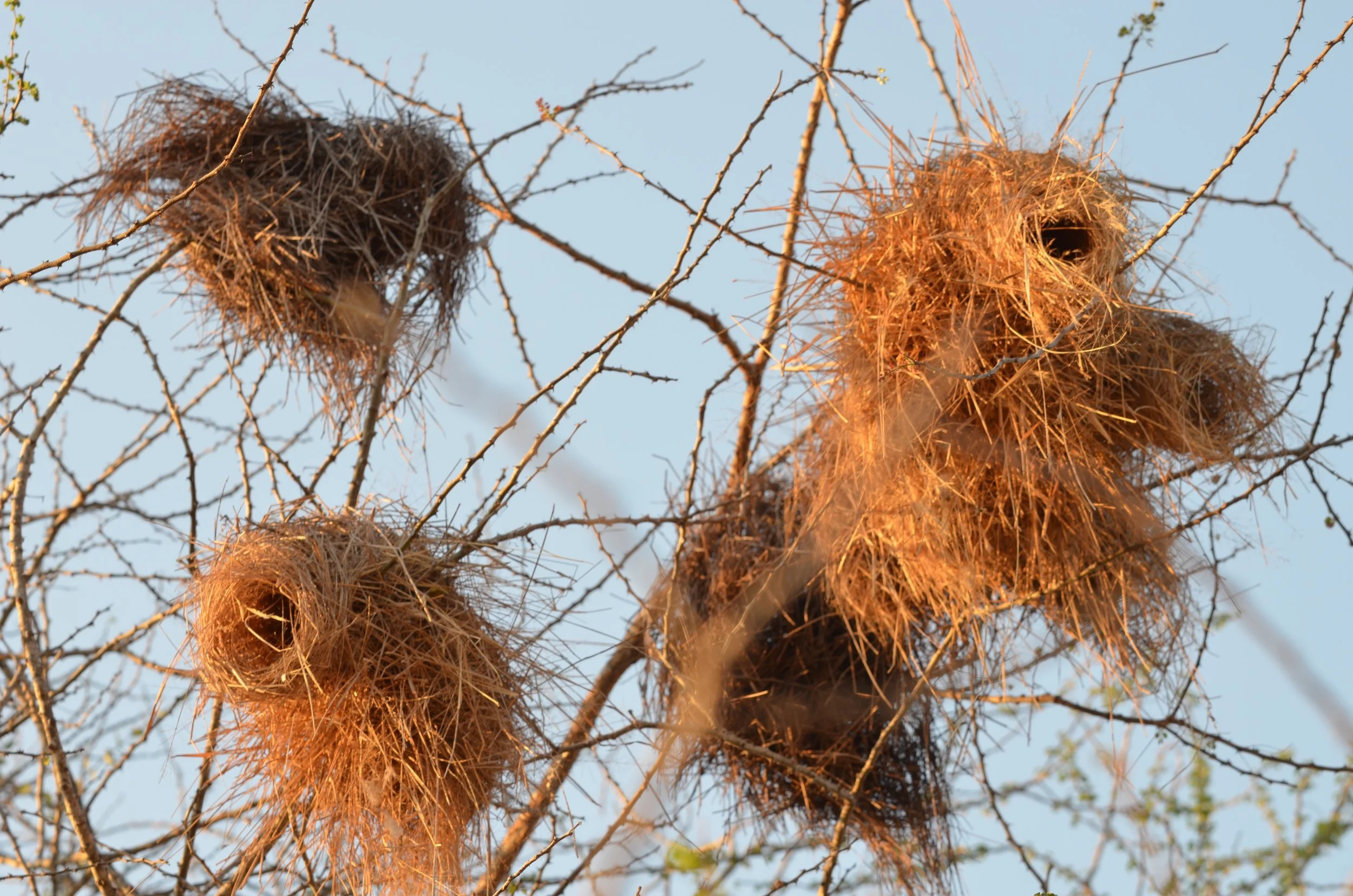 Selous Game Reserve, Tanzania