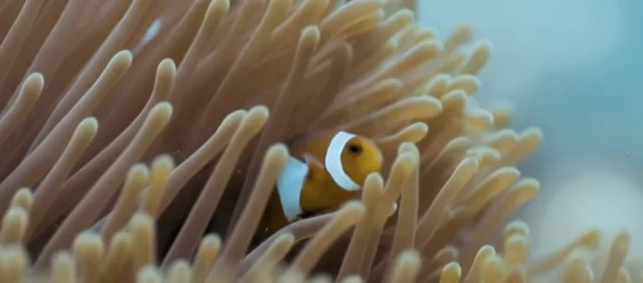 Preserving Pom Pom Island in Sabah, Malaysia