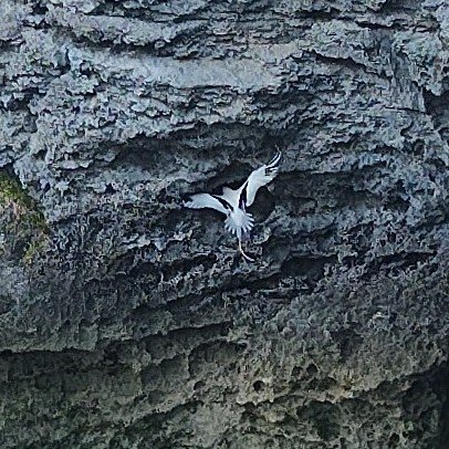 LONGTAIL ENTERING CAVE ON POWELL CAY.jpg