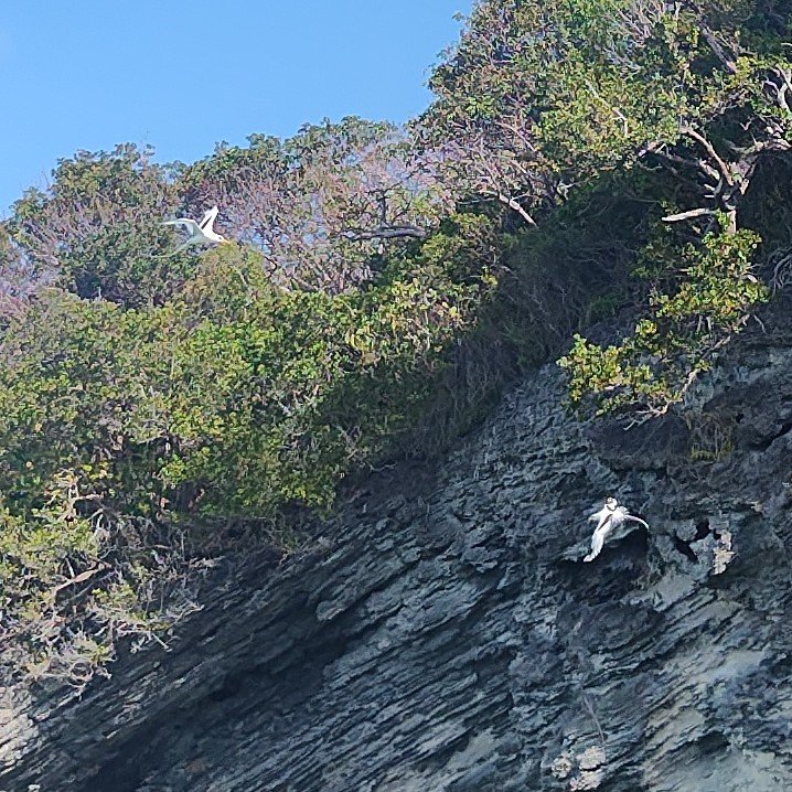 TWO LONGTAILS NEAR CLIFF ON POWELL CAY.jpg