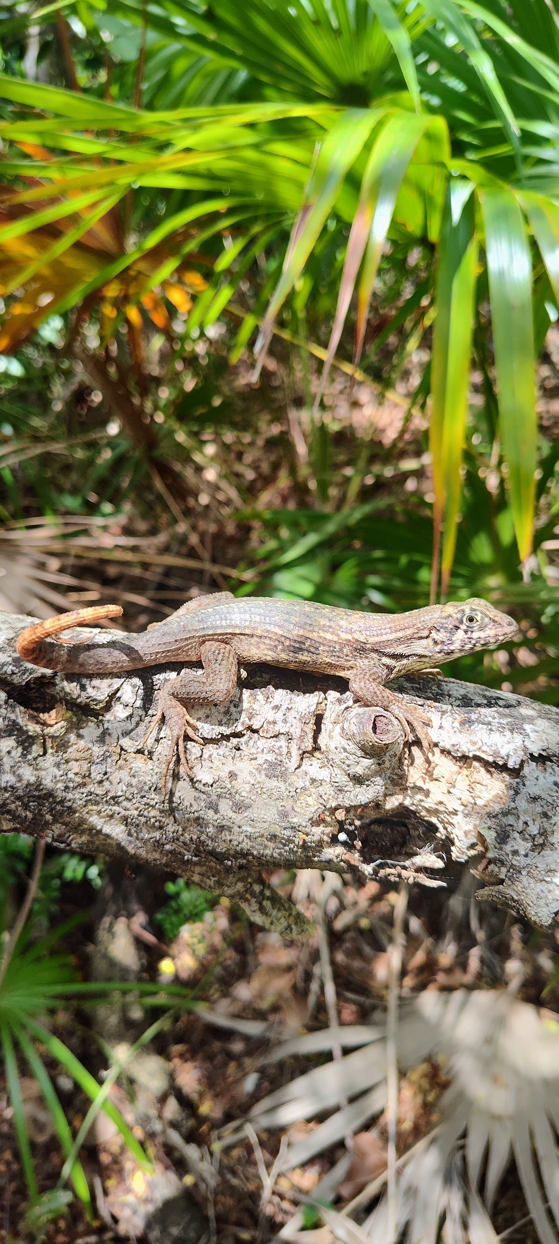 Lizard on Powell Cay.jpg
