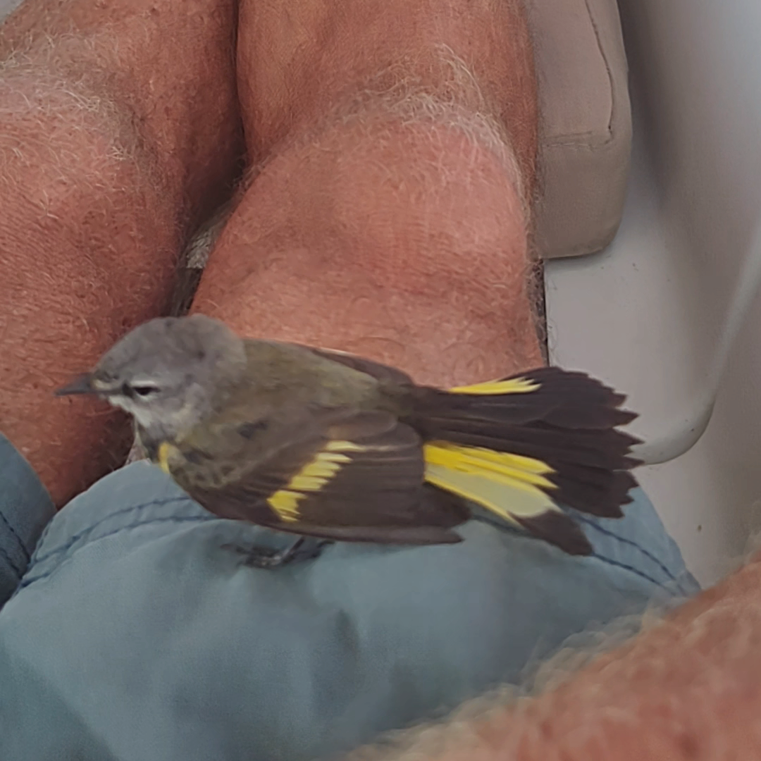 AMERICAN REDSTART BIRD ON MY LEG.png