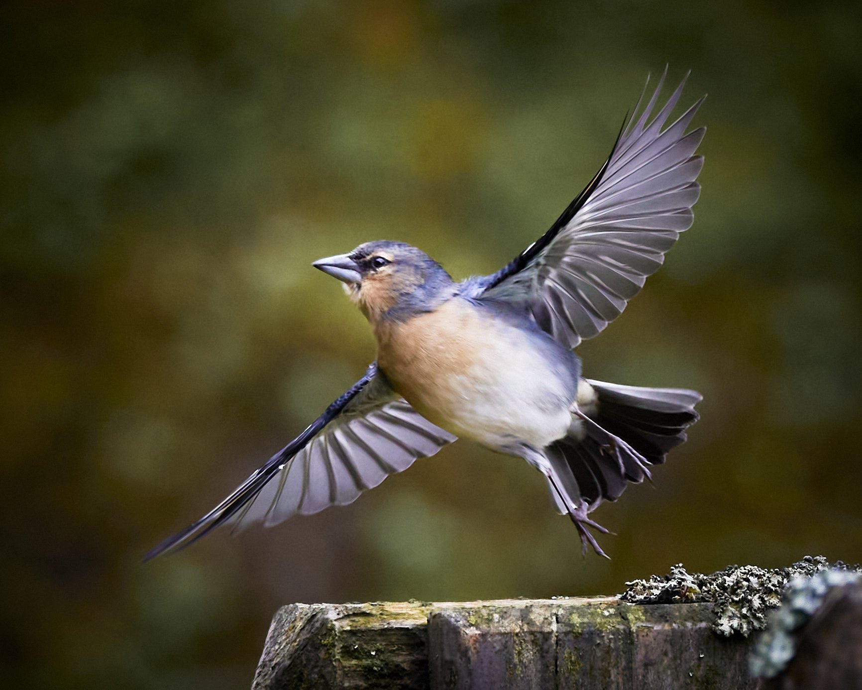 Azores Chaffinch Taking Flight by Greg Frucci