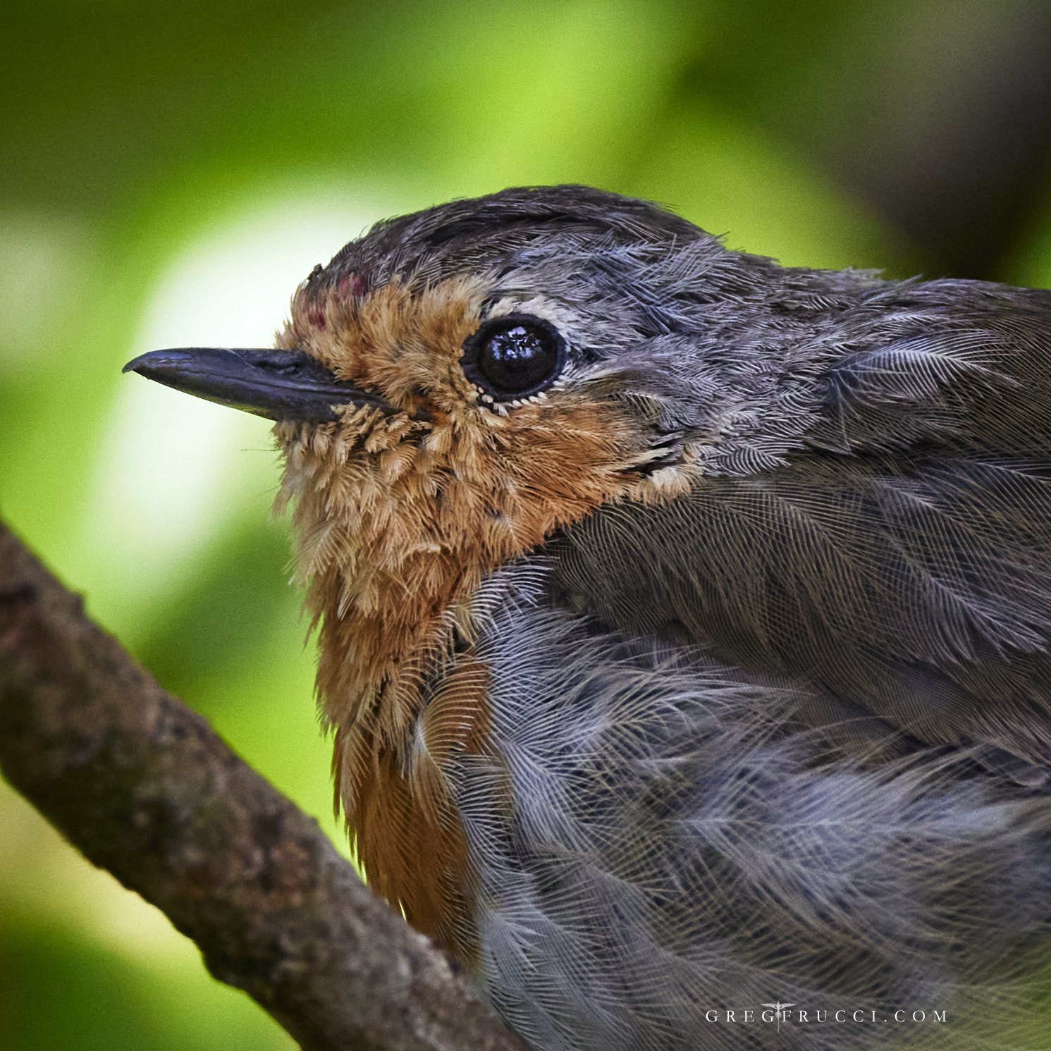 European Robin on Sao Miguel Island, Azores by Greg Frucci