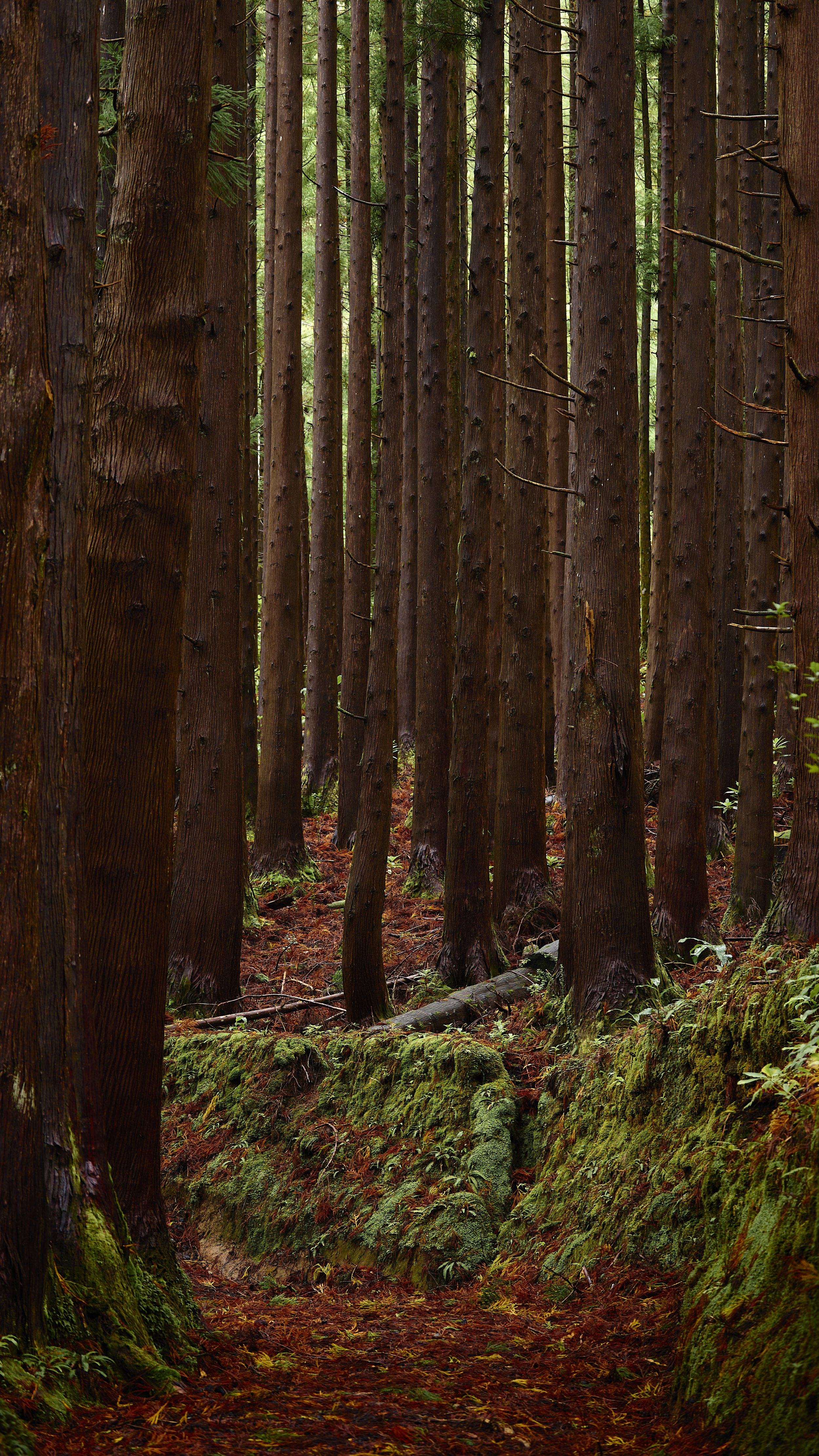 Forest Trees Nordeste, Sao Miguel Island, Azores by Greg Frucci