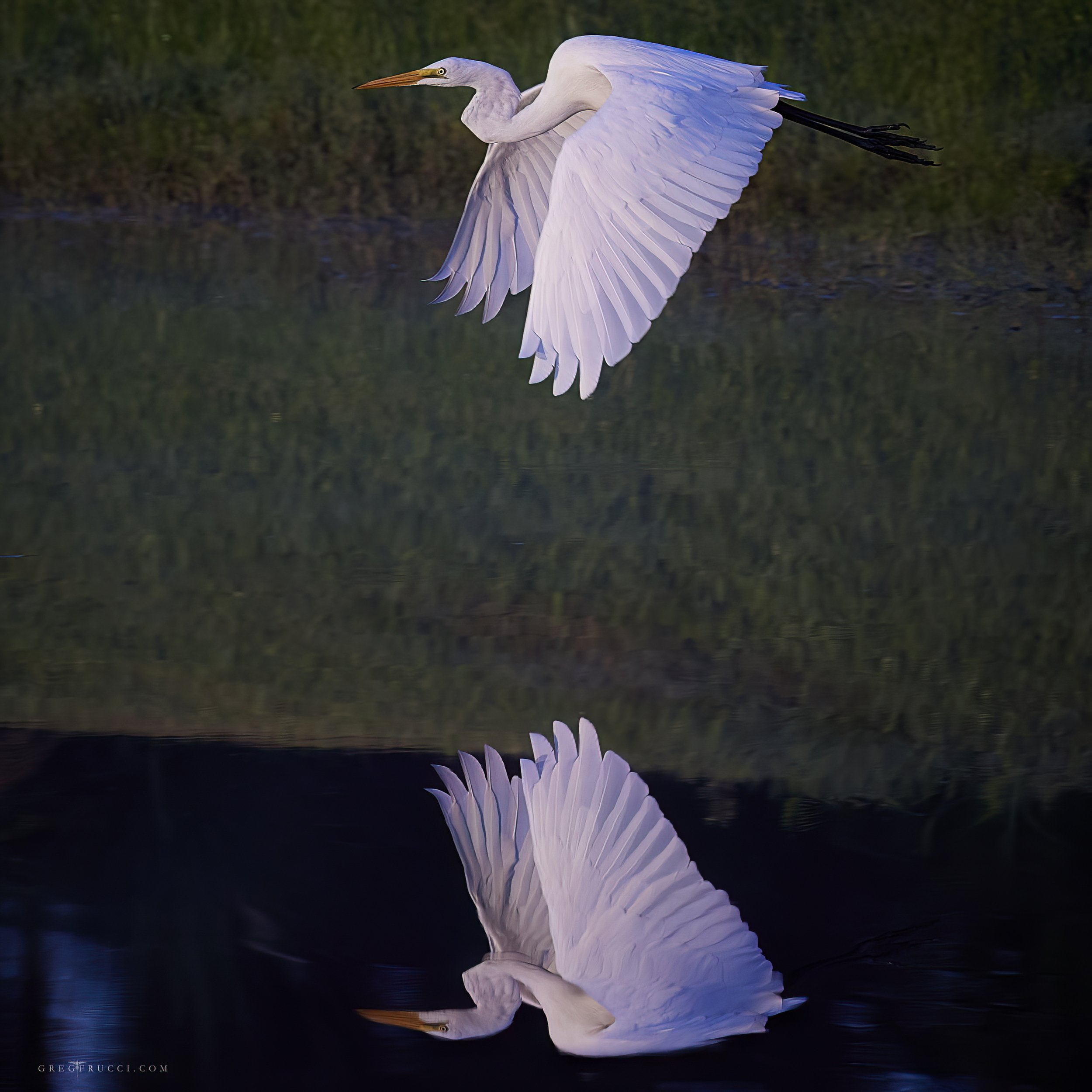 Heron Reflection in Flight by Greg Frucci