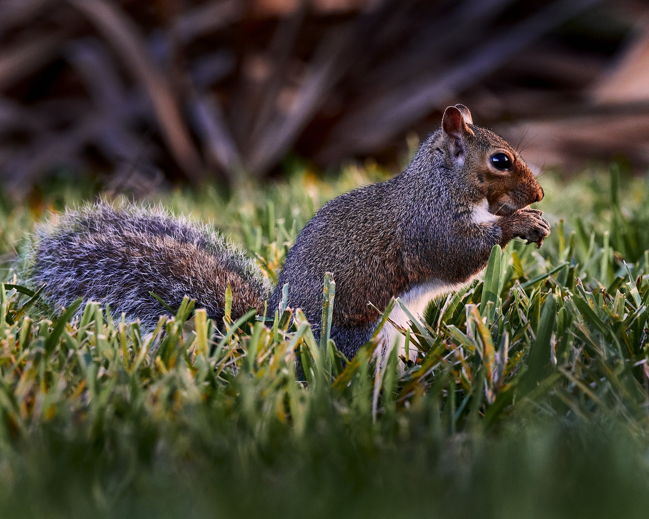 Squirrel at Sunset by Greg Frucci