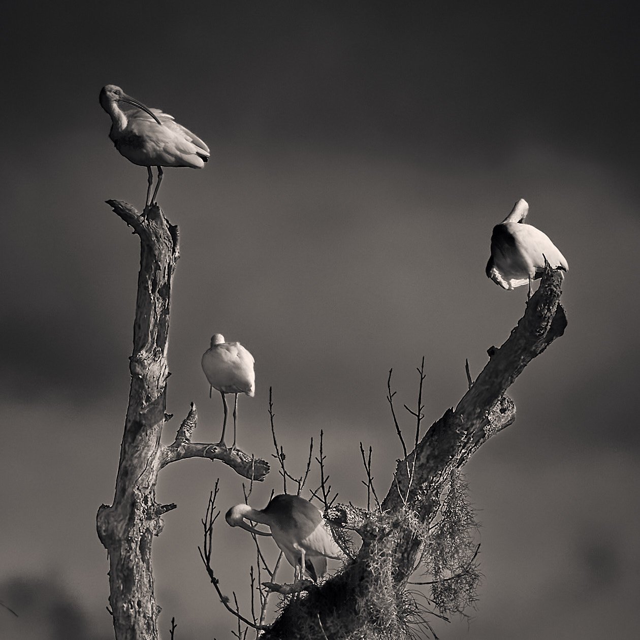 An Ibis family in a Tree by Greg Frucci