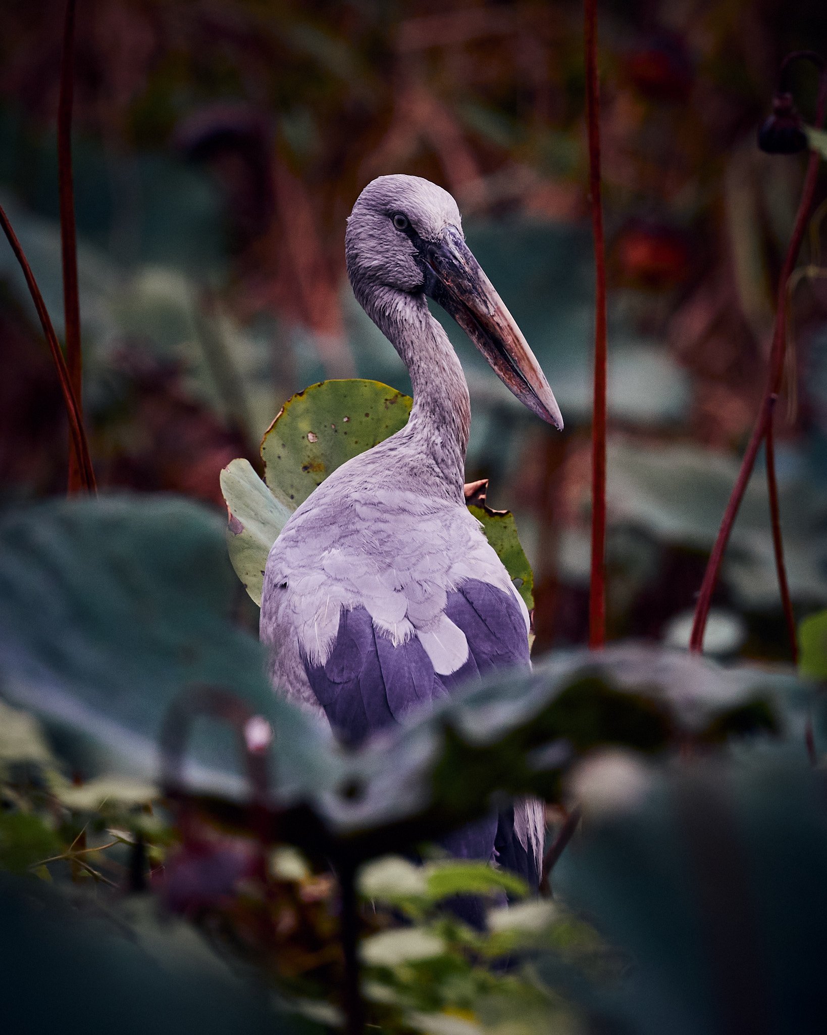 Asian Openbill Stork by Greg Frucci