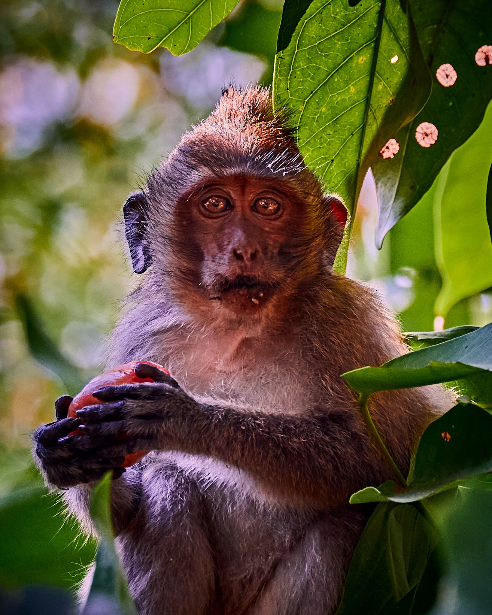 Koh Chang Monkey by Greg Frucci