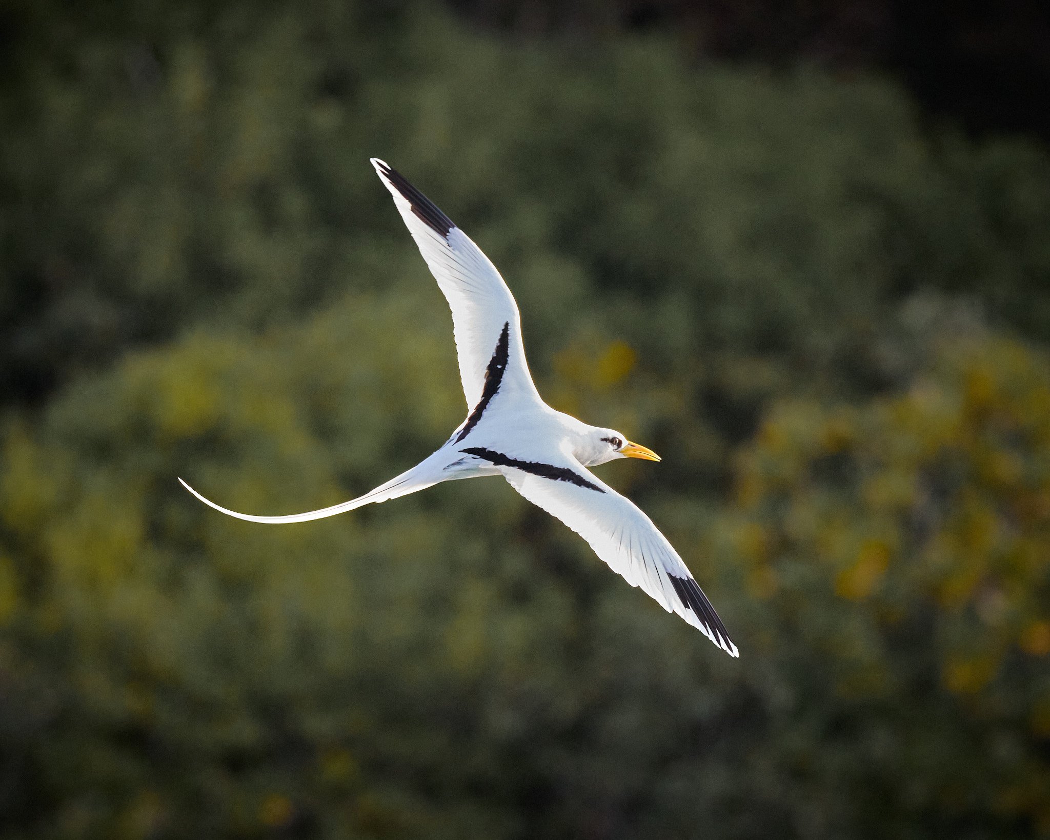 A White-tailed Tropicbird by Greg Frucci
