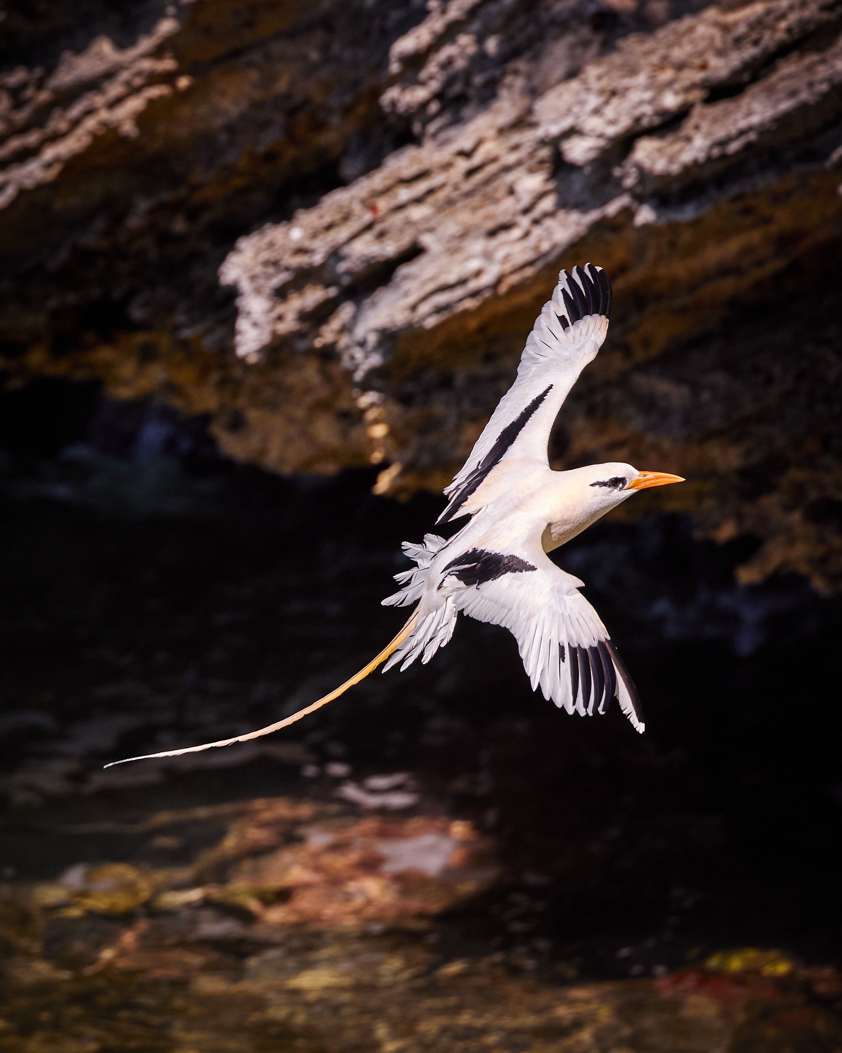 A White-tailed Tropicbird at Powell Cay, Bahamas by Greg Frucci