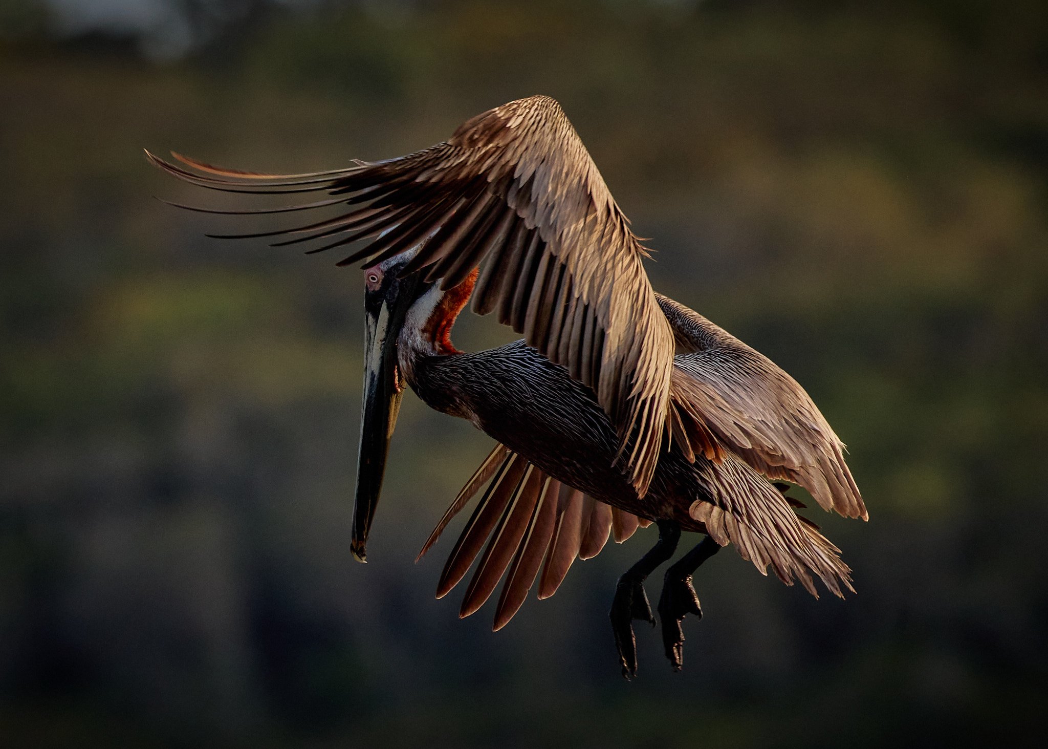 Brown Pelican Hovering