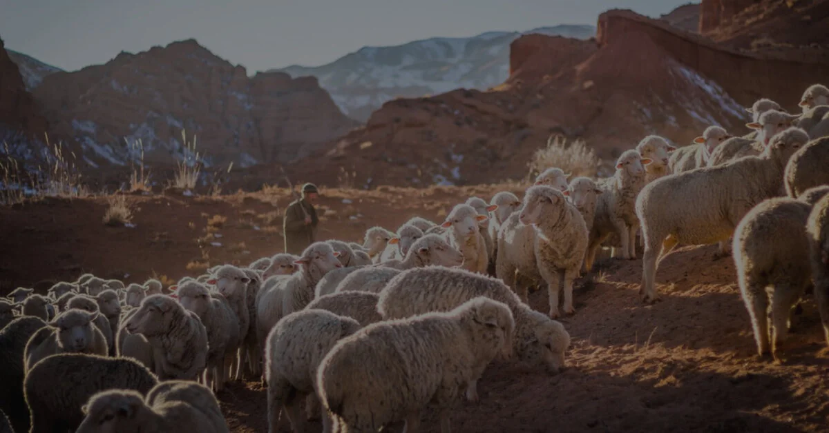 The Good Shepherd episode artwork