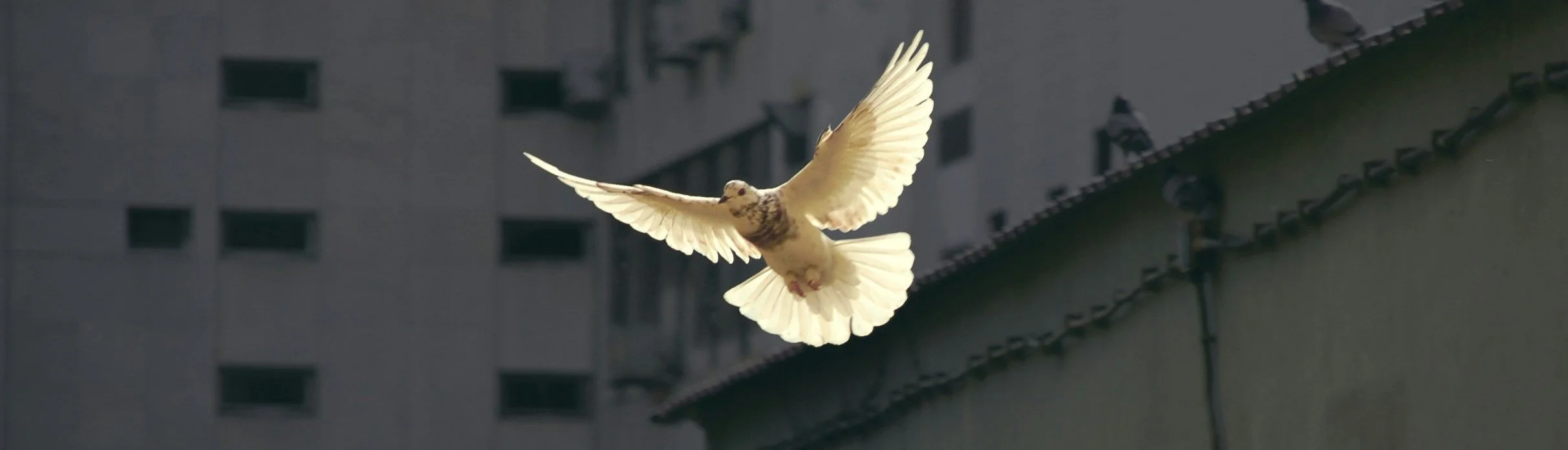 Discover the Transformative Power of the Holy Spirit in Your Life