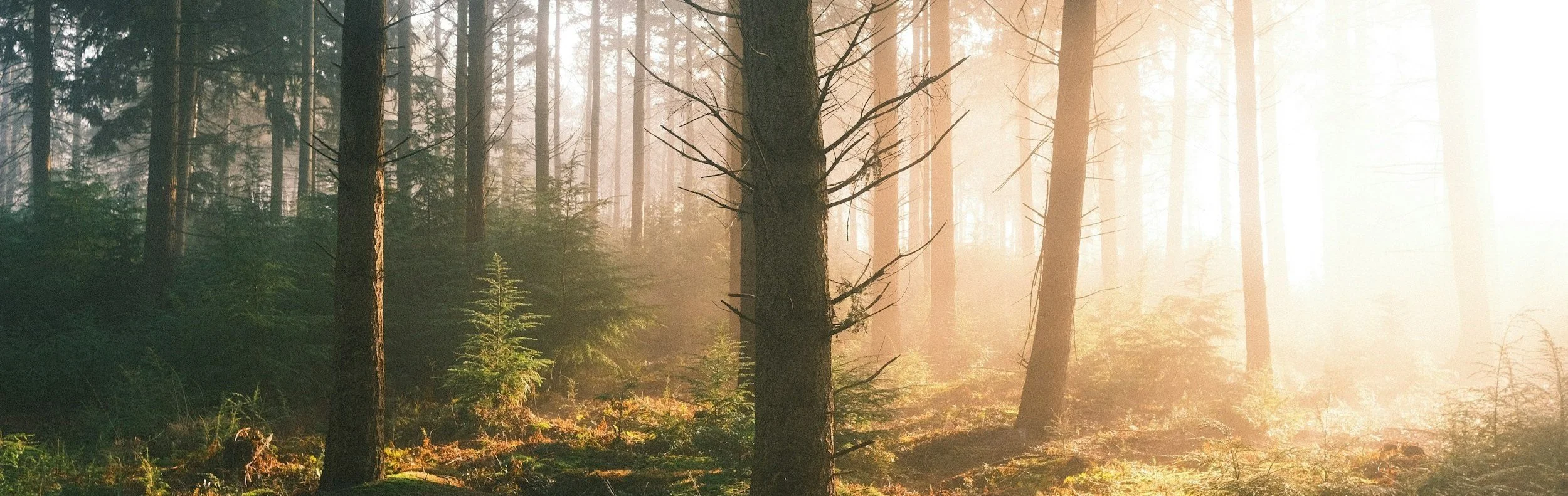 Trusting God's Strength to Overcome Temptation