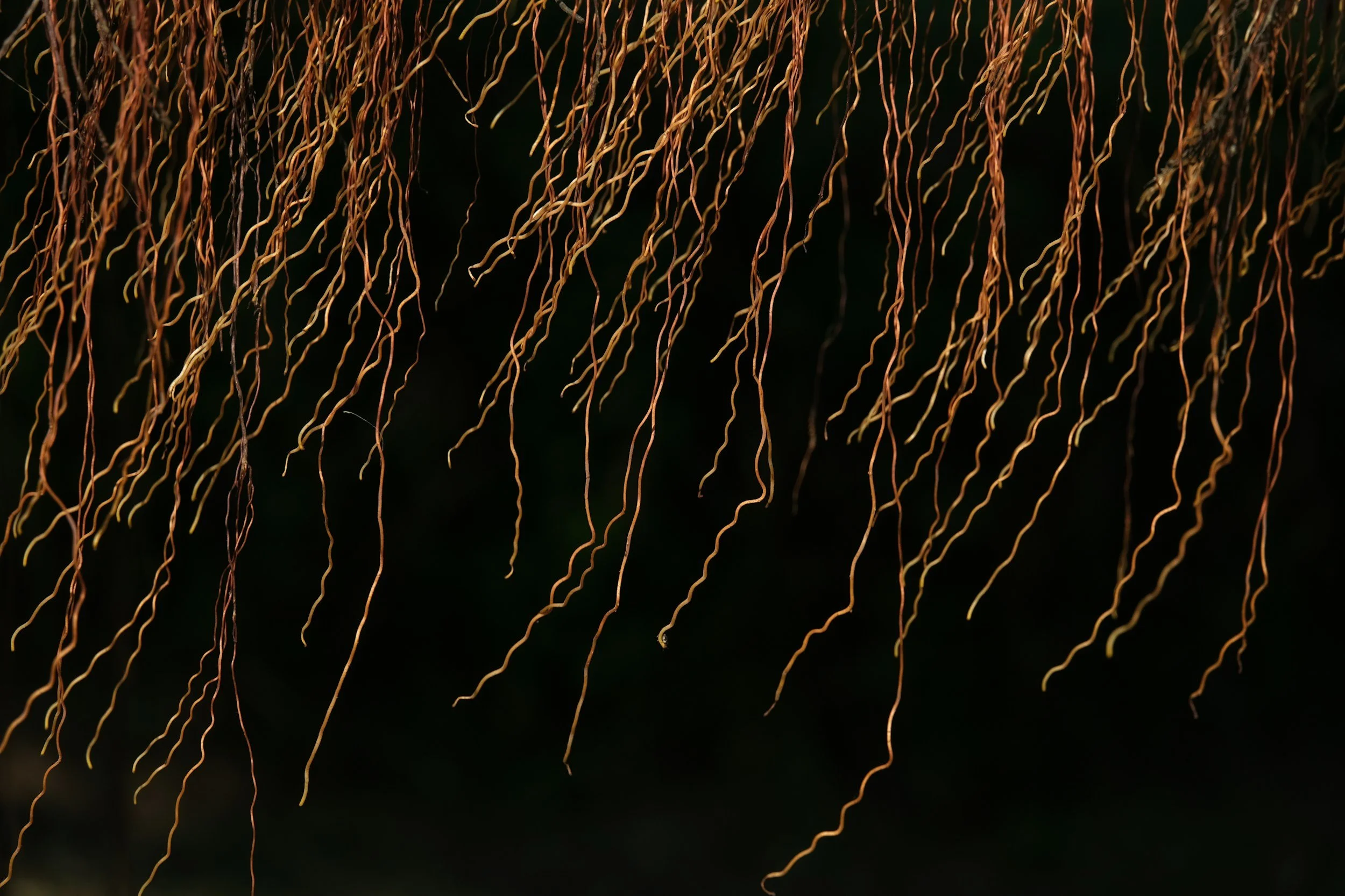 What’s Growing in Your Life? Roots Tell the Story