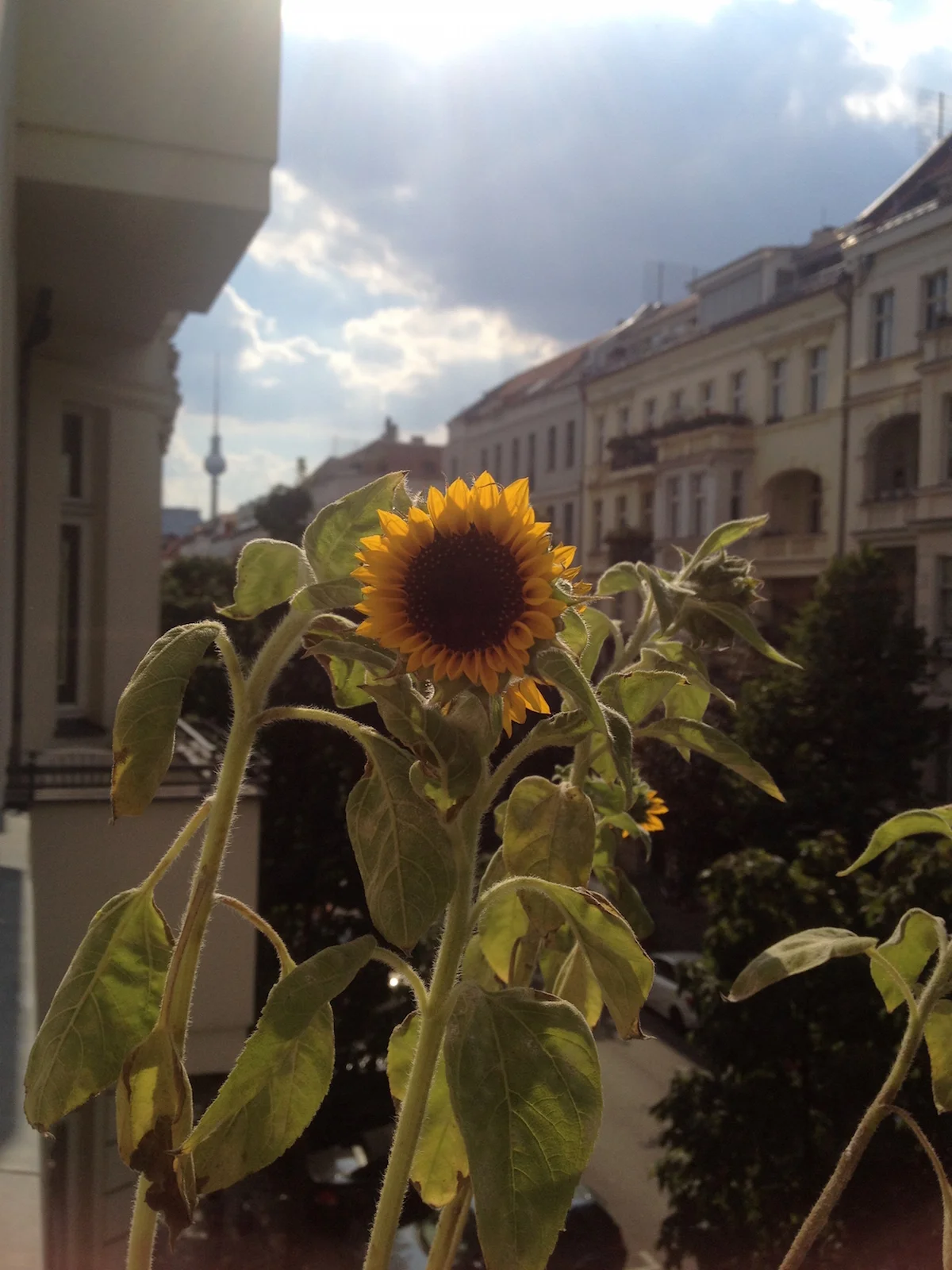 hoiberlin-prenzlauerberg.jpg