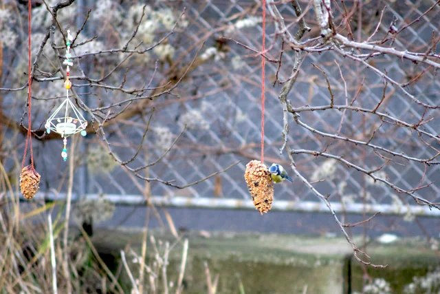 hoiberlin-vogelfutter-diy-by-pianina.jpeg
