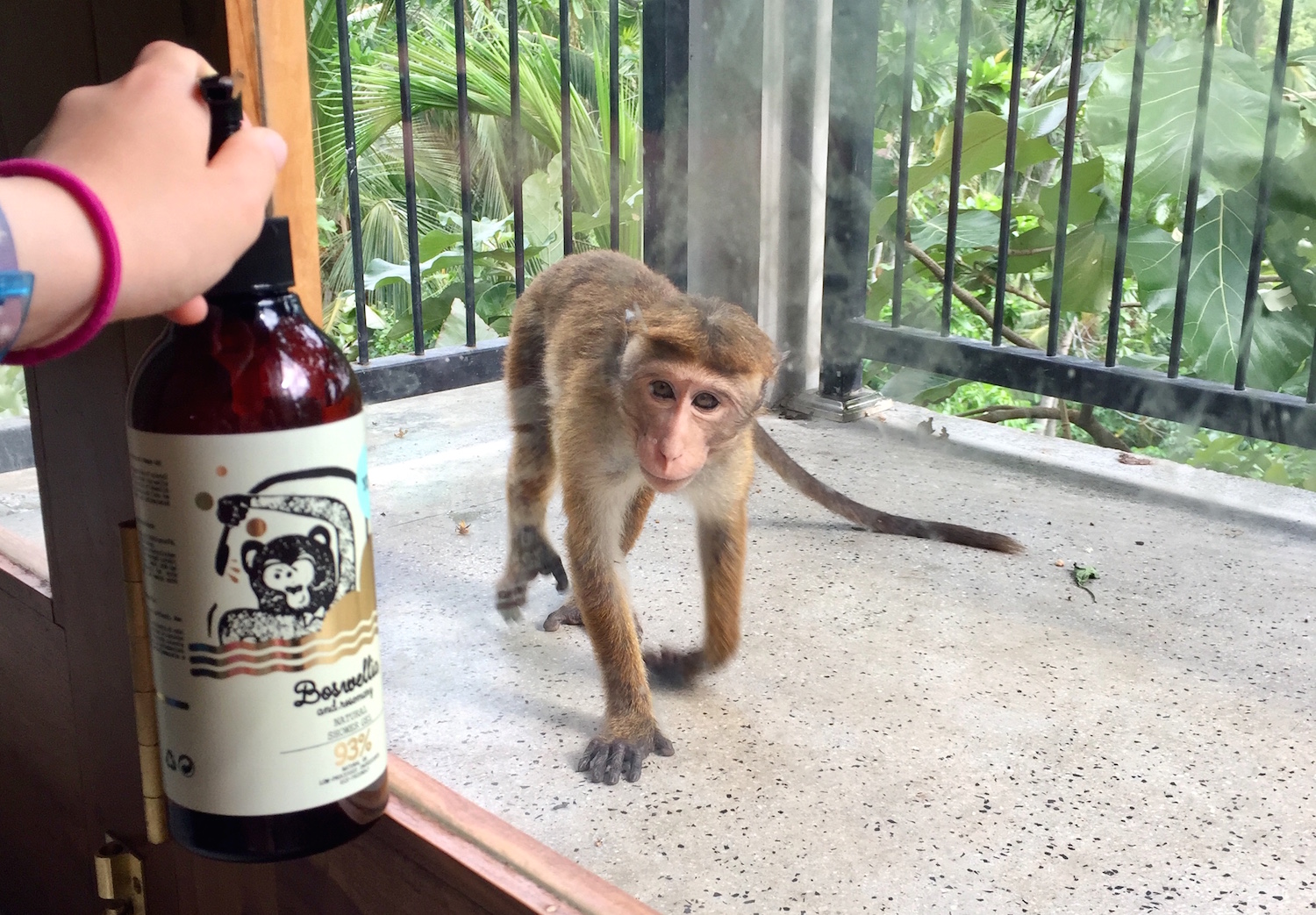 hoiberlin-yope-naturalproducts-srilanka-monkey-meets-monkey.jpeg