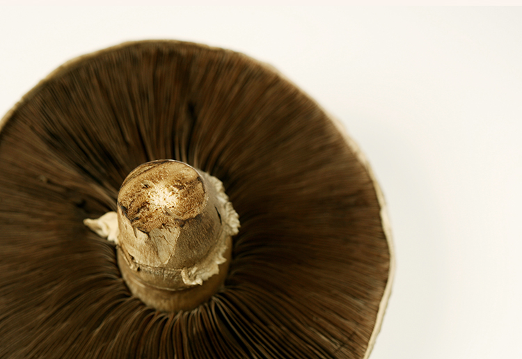 mushroom_2.jpg