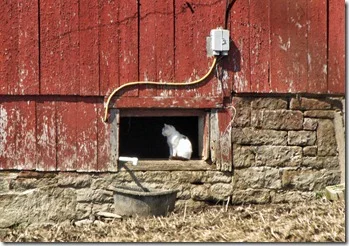 Talk to folks from Pope Memorial SPCA Concord - Merrimack about their Barn Cat Program.