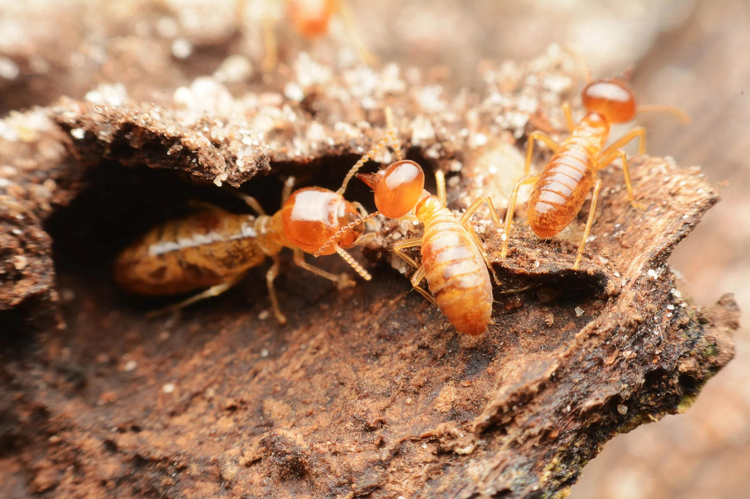 Termites live to eat wood and are the most destructive of these wood-boring insects.