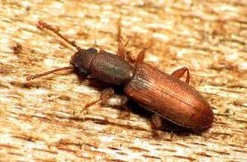 Powderpost beetles also burrow through wood, leaving thousands of tiny telltale holes for you.